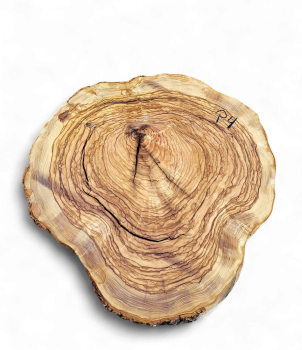 Baumscheibe Olivenholz P04-5