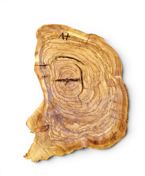 Baumscheibe Olivenholz 017-6
