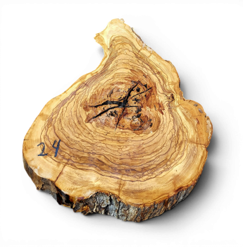 Baumscheibe Olivenholz 024-6