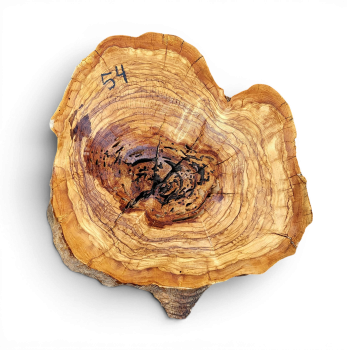 Baumscheibe Olivenholz 054-6