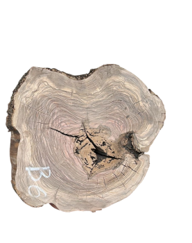 Baumscheibe Olivenholz B06