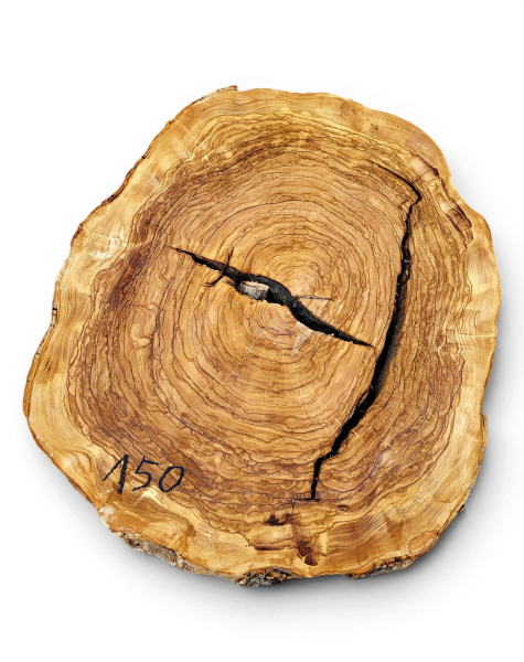 Baumscheibe Olivenholz 150-6