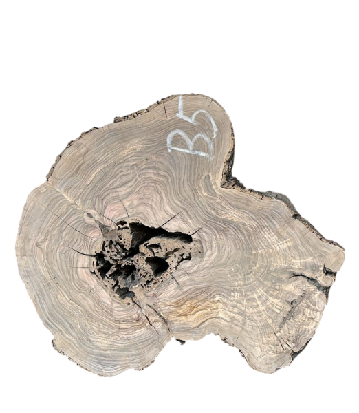 Baumscheibe Olivenholz B05