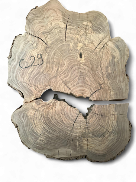 Baumscheibe Olivenholz C29 - gebrochen